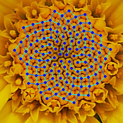 Fibonacci Nature - Natureglo's MathArt Virtual